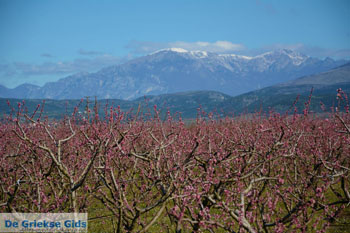 Onderweg van Giannitsa naar Edessa | Pella Macedonie foto 8 - Foto GriechenlandWeb.de