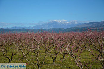 Onderweg van Giannitsa naar Edessa | Pella Macedonie foto 9 - Foto van https://www.grieksegids.nl/fotos/centraal-macedonie/pella/normaal/pella-macedonie-griekenland-049.jpg