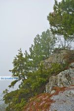 Dennenbossen bij Olympus | Pieria Macedonie | Griekenland - Foto van De Griekse Gids