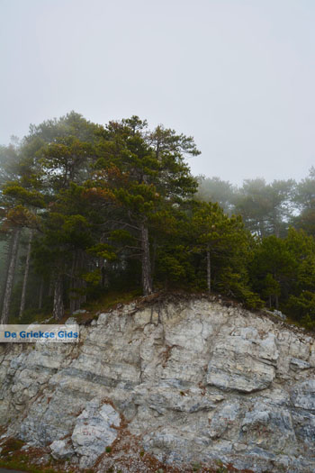 Dennenbossen bij Olympus | Pieria Macedonie | Griekenland - Foto van https://www.grieksegids.nl/fotos/centraal-macedonie/pieria/normaal/pieria-macedonie-griekenland-121.jpg