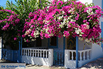 Nimborio Chalki - Eiland Chalki Dodecanese - Foto 129 - Foto van De Griekse Gids