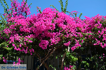 Nimborio Chalki - Eiland Chalki Dodecanese - Foto 137 - Foto van https://www.grieksegids.nl/fotos/chalki/350/eiland-chalki-137.jpg