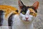 Dassia Artemis Poes  Corfu 0072 - Foto van De Griekse Gids