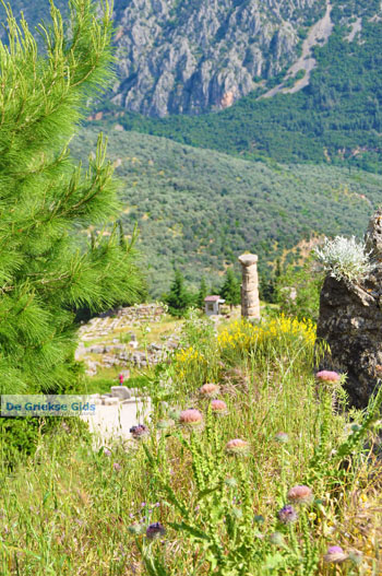 Delphi (Delfi) | Griekenland 84 - Foto van https://www.grieksegids.nl/fotos/delphi/normaal/delphi-grieksegids-084.jpg