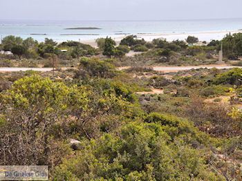 Zandstrand Elafonisi (Elafonissi) | Chania Kreta | Foto 79 - Foto van https://www.grieksegids.nl/fotos/eiland-kreta/fotos-mid/elafonisi-kreta/elafonisi-kreta-79.jpg