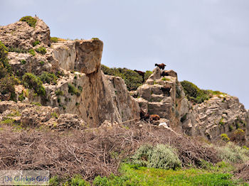 Wilde geiten Falassarna (Falasarna) Chania Kreta | Griekenland | Foto 41 - Foto van https://www.grieksegids.nl/fotos/eiland-kreta/fotos-mid/falassarna-kreta/falassarna-kreta-41.jpg