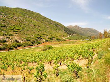 Archanes Kreta | Griekenland 12 - Foto van https://www.grieksegids.nl/fotos/eiland-kreta/fotos-mid/kreta-fotos/archanes-kreta-012.jpg