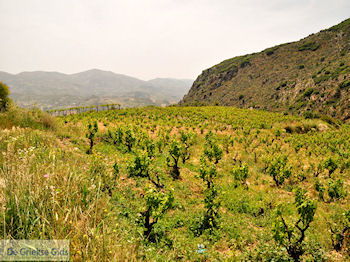 Archanes Kreta | Griekenland 13 - Foto van https://www.grieksegids.nl/fotos/eiland-kreta/fotos-mid/kreta-fotos/archanes-kreta-013.jpg