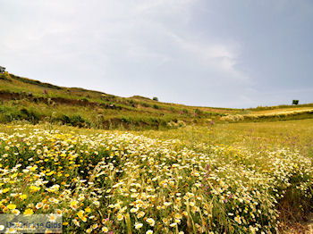 Archanes Kreta | Griekenland 16 - Foto van https://www.grieksegids.nl/fotos/eiland-kreta/fotos-mid/kreta-fotos/archanes-kreta-016.jpg