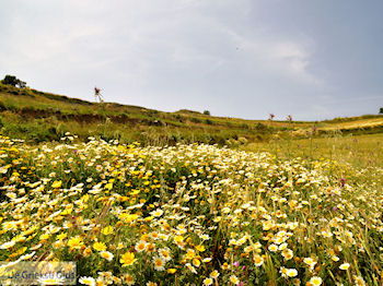 Archanes Kreta | Griekenland 17 - Foto van https://www.grieksegids.nl/fotos/eiland-kreta/fotos-mid/kreta-fotos/archanes-kreta-017.jpg