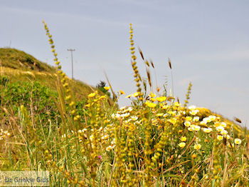 Archanes Kreta | Griekenland 18 - Foto van https://www.grieksegids.nl/fotos/eiland-kreta/fotos-mid/kreta-fotos/archanes-kreta-018.jpg
