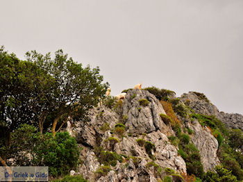 Kourtaliotiko Kloof Kreta | Griekenland 5 - Foto van https://www.grieksegids.nl/fotos/eiland-kreta/fotos-mid/kreta-fotos/kourtaliotiko-kloof-kreta-005.jpg