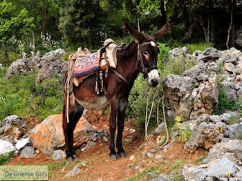 Lassithi vlakte Kreta | Griekenland 28 - Foto van https://www.grieksegids.nl/fotos/eiland-kreta/fotos-mid/kreta-fotos/lassithi-vlakte-kreta-028.jpg