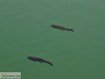 Zaros Kreta | Griekenland 14 - Foto van https://www.grieksegids.nl/fotos/eiland-kreta/fotos-mid/kreta-fotos/zaros-kreta-014.jpg