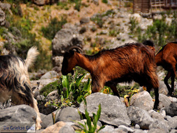 Samaria Kloof | Kreta | Griekenland foto 3 - Foto van https://www.grieksegids.nl/fotos/eiland-kreta/fotos-mid/samaria-kreta/samaria-kreta-003.jpg