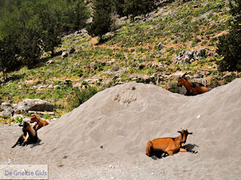 Samaria Kloof | Kreta | Griekenland foto 6 - Foto van https://www.grieksegids.nl/fotos/eiland-kreta/fotos-mid/samaria-kreta/samaria-kreta-006.jpg