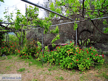 Traditioneel dorp Topolia | Chania Kreta | Foto 12 - Foto van https://www.grieksegids.nl/fotos/eiland-kreta/fotos-mid/topolia-kreta/topolia-012.jpg