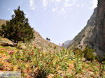 GriechenlandWeb Agia Roumeli Chania Kreta - Foto GriechenlandWeb.de