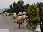 Traditioneel dorp Deliana | Chania Kreta | Foto 16 - Foto van De Griekse Gids