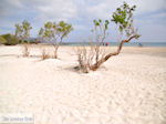 GriechenlandWeb Zandstrand Elafonisi (Elafonissi) | Chania Kreta | Foto 76 - Foto GriechenlandWeb.de