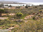 Zandstrand Elafonisi (Elafonissi) | Chania Kreta | Foto 78 - Foto van De Griekse Gids