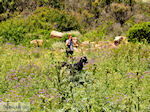 GriechenlandWeb Falasarna Chania Kreta - Foto GriechenlandWeb.de