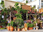 GriechenlandWeb Georgioupolis Chania Kreta - Foto GriechenlandWeb.de