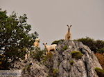 Kourtaliotiko Kloof Kreta | Griekenland 4 - Foto van De Griekse Gids