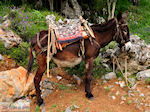 GriechenlandWeb Lassithi Hochebene Lassithi Kreta - Foto GriechenlandWeb.de