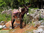 GriechenlandWeb Lassithi Hochebene Lassithi Kreta - Foto GriechenlandWeb.de