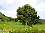 GriechenlandWeb Lassithi Hochebene Lassithi Kreta - Foto GriechenlandWeb.de