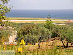GriechenlandWeb Maleme Chania Kreta - Foto GriechenlandWeb.de