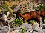 GriechenlandWeb Samaria Chania Kreta - Foto GriechenlandWeb.de