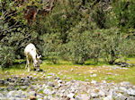 GriechenlandWeb.de Gebirge Lefka Ori Chania Kreta - Foto GriechenlandWeb.de