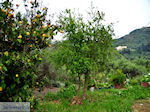 GriechenlandWeb Topolia Chania Kreta - Foto GriechenlandWeb.de