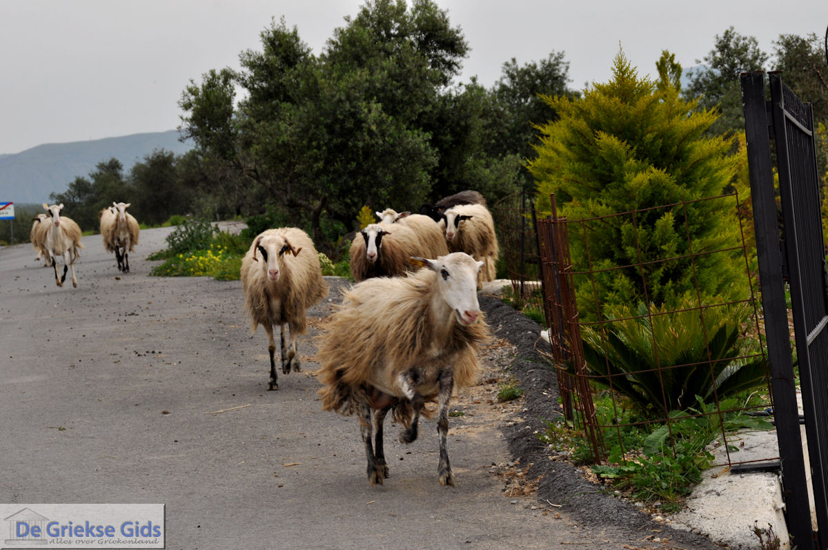 foto Traditioneel dorp Deliana | Chania Kreta | Foto 16