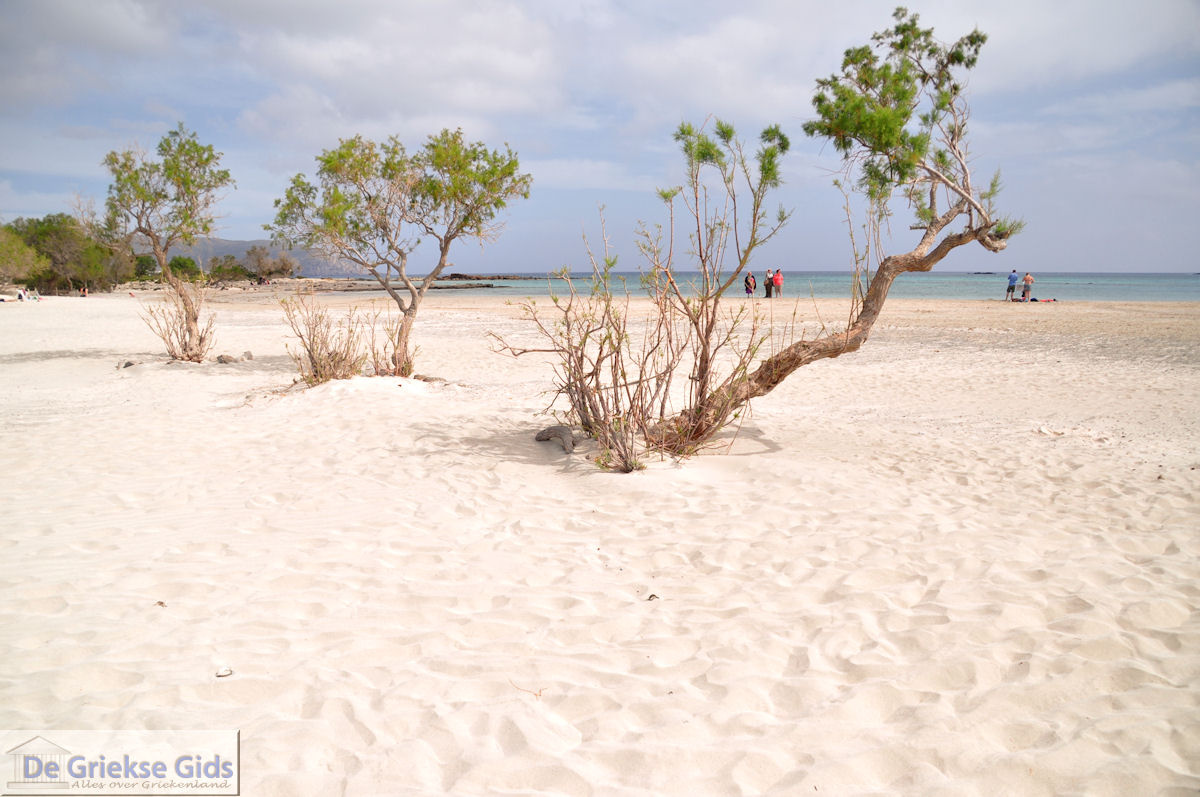 Zandstrand Elafonisi (Elafonissi) | Chania Kreta | Foto 76