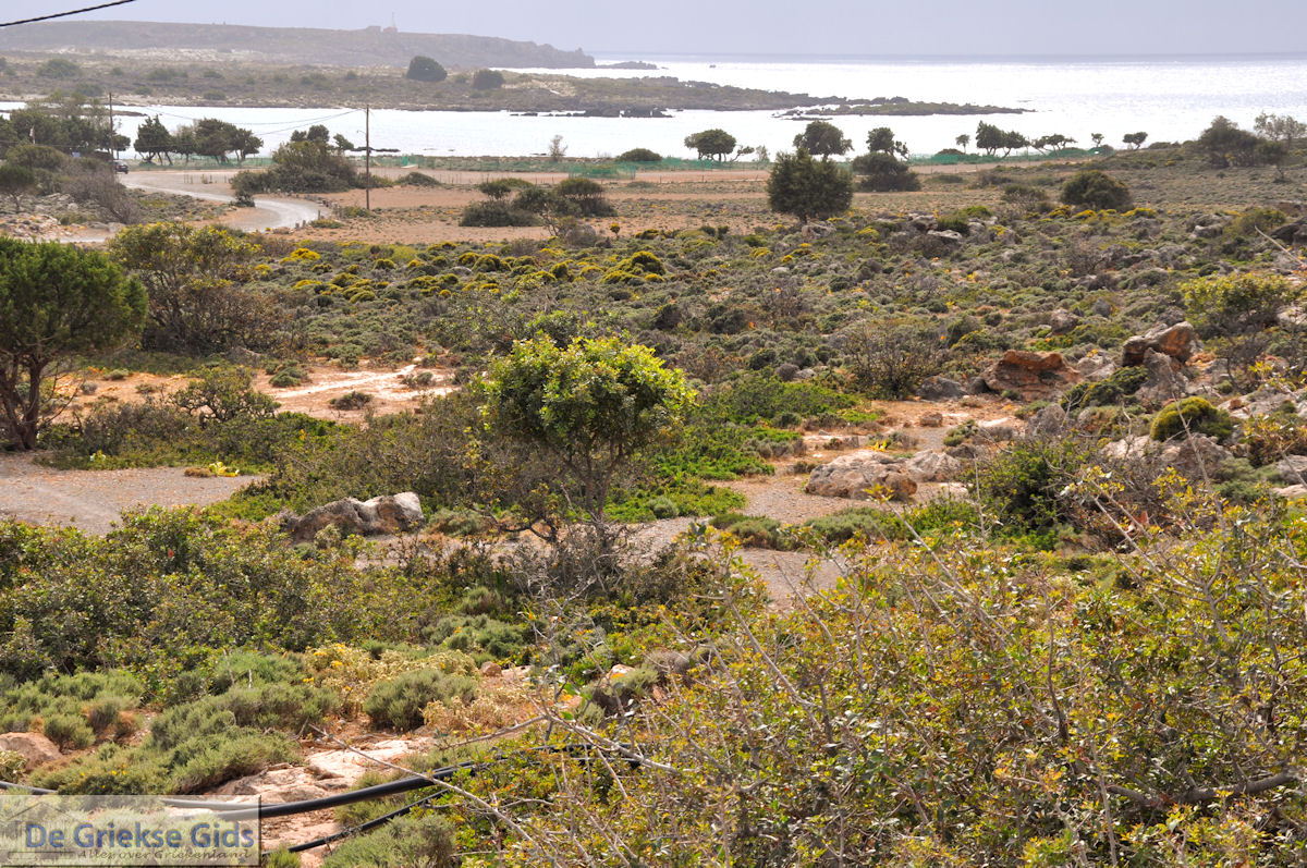 Zandstrand Elafonisi (Elafonissi) | Chania Kreta | Foto 78