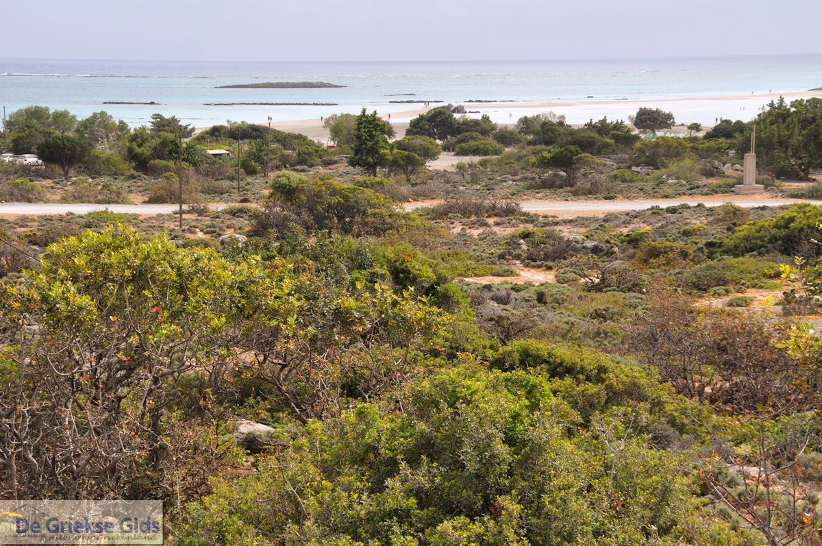 Zandstrand Elafonisi (Elafonissi) | Chania Kreta | Foto 79