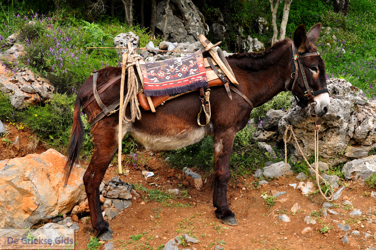 Lassithi vlakte Kreta | Griekenland 27