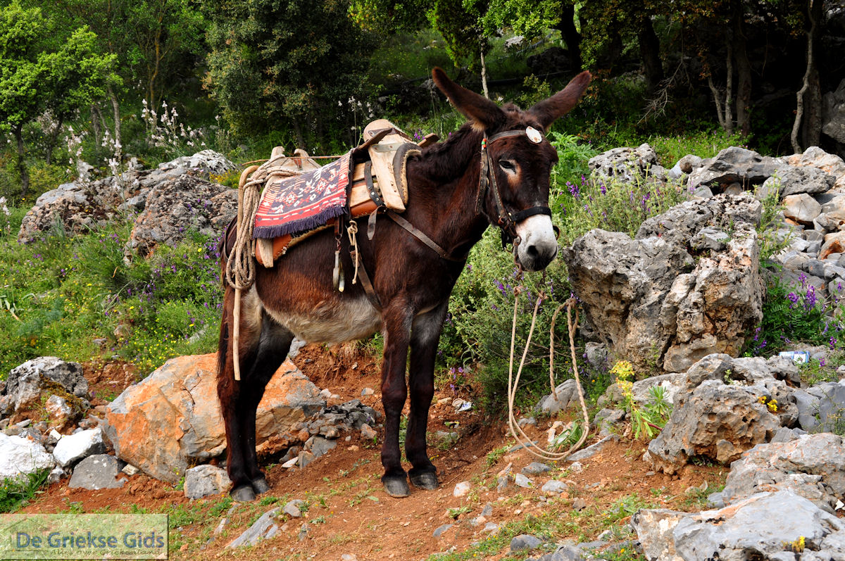 foto Lassithi vlakte Kreta | Griekenland 28