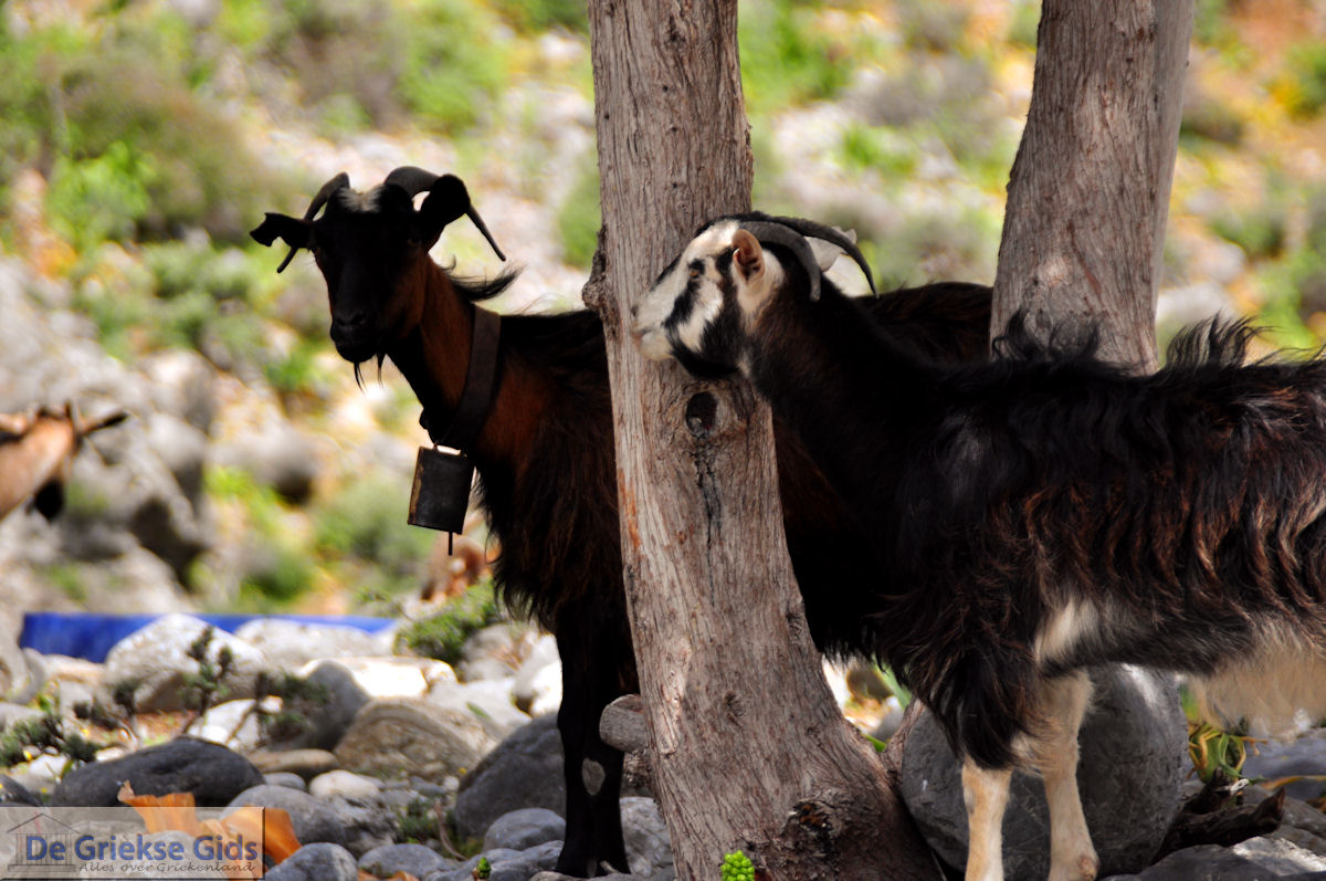 Samaria Kloof | Kreta | Griekenland foto 4