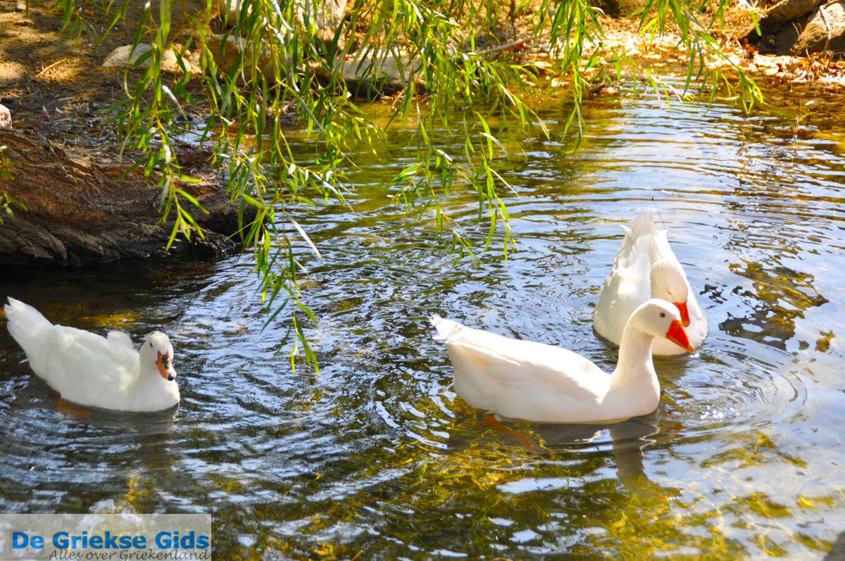 foto Preveli | Zuid Kreta Griekenland 27