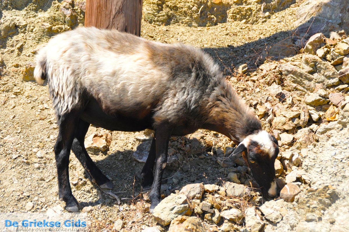 foto Kali Limenes | Zuid Kreta Griekenland 11