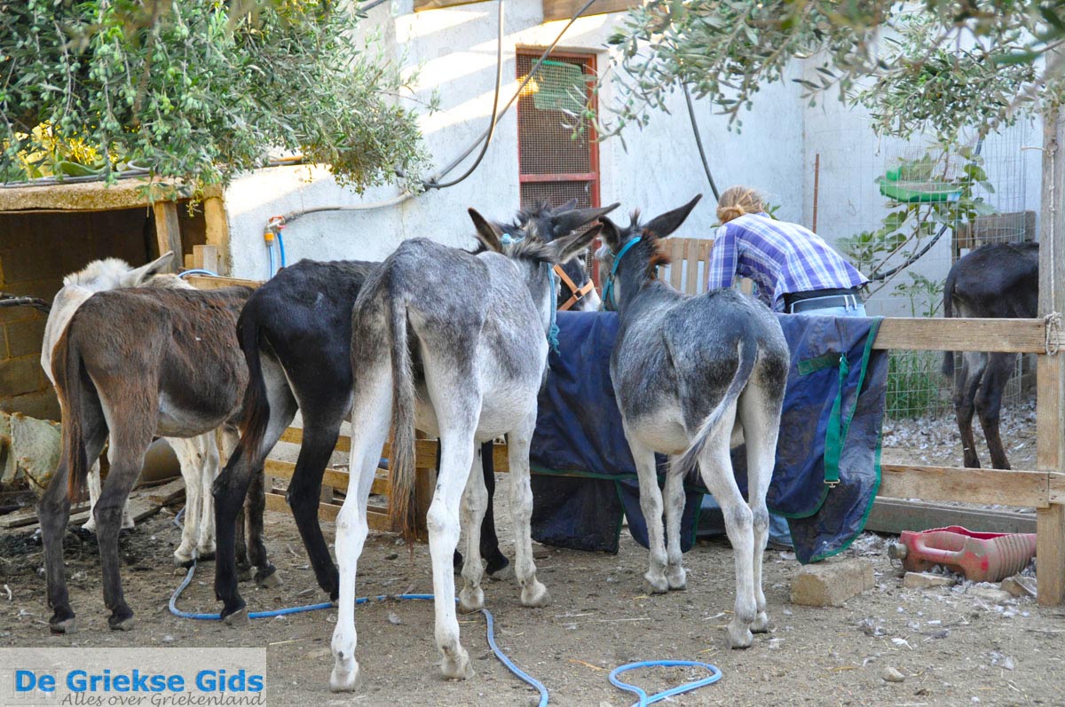 foto Ezelopvang Aghia Marina bij Petrokefali | Zuid Kreta Griekenland 33