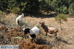 GriechenlandWeb.de Onderweg van Spili naar Preveli | Südkreta | GriechenlandWeb.de foto 1 - Foto GriechenlandWeb.de