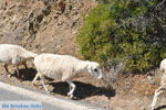 GriechenlandWeb.de Kali Limenes Heraklion Kreta - Foto GriechenlandWeb.de