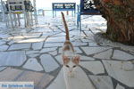 GriechenlandWeb.de Lendas (Lentas) | Südkreta | GriechenlandWeb.de foto 38 - Foto GriechenlandWeb.de