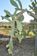 Vijgcactus | Zuid Kreta Griekenland 1 - Foto van De Griekse Gids