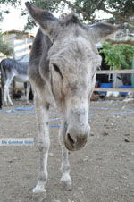 GriechenlandWeb Eselschutz Aghia Marina Petrokefali | Südkreta | GriechenlandWeb.de foto 17 - Foto GriechenlandWeb.de